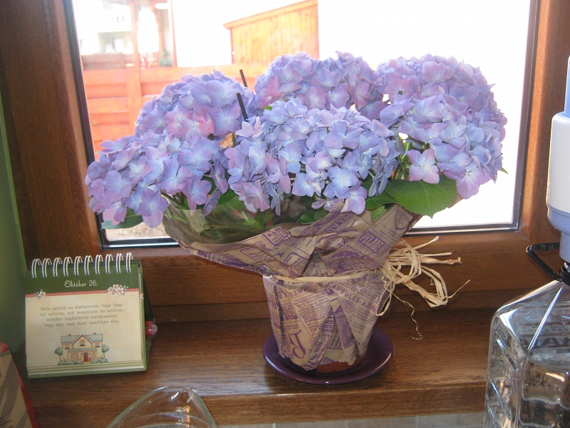 Gondolatok a rákról