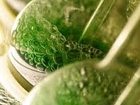 Flavonoidok a természetben