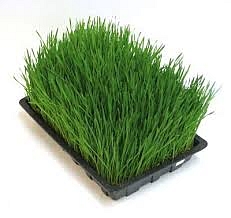 Flavon Max összetevői - 5 alap termék