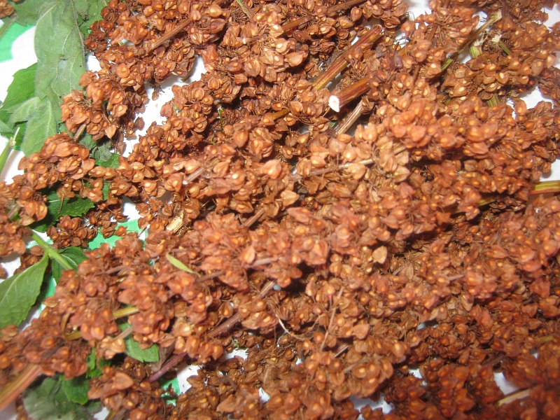 Nyár, utazás, gyomorrontás