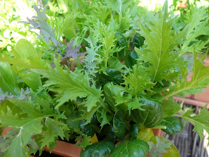 Gyomorfájás, puffadás