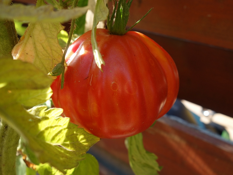 Paradicsomtörténet