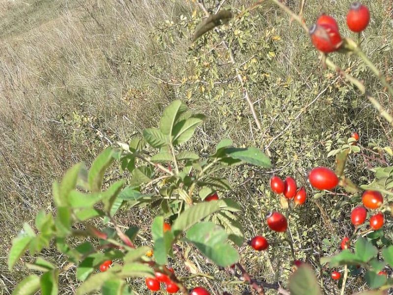 Ha utolérne a vírus